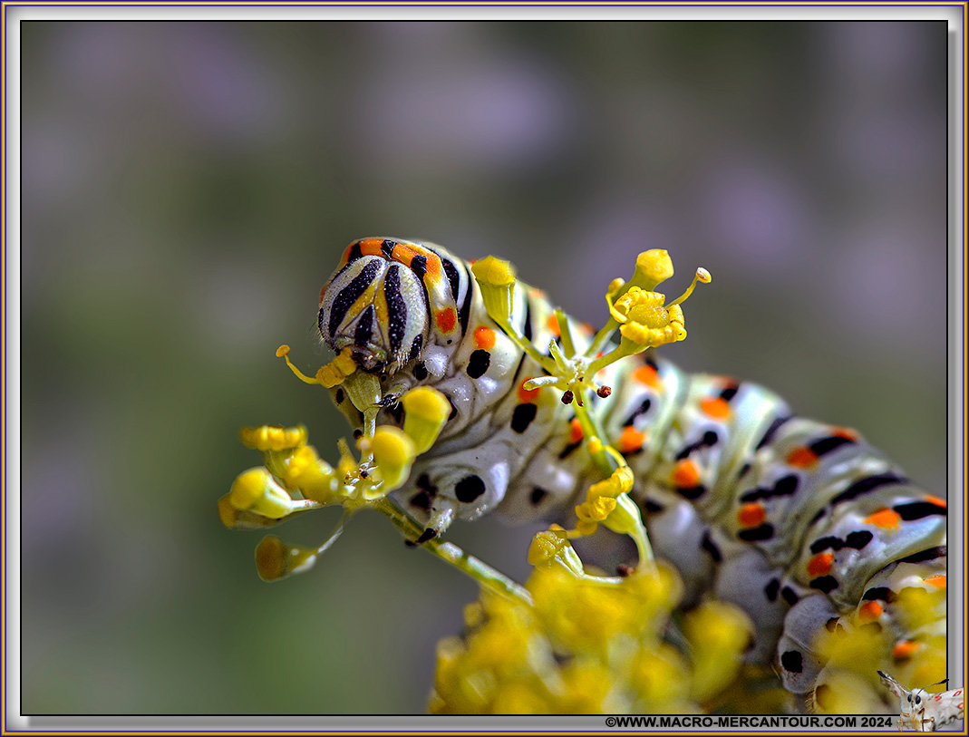 Chenille de Machaon